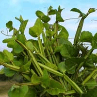 winged treebine